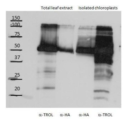 Western blot using anti-TROL antibodies